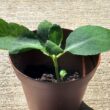 Leaf of Life (Wonder of the World) Plant - Image 2