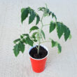 tomato-plant