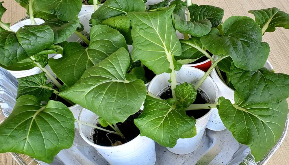 Baby Bok Choy Plant - Image 2