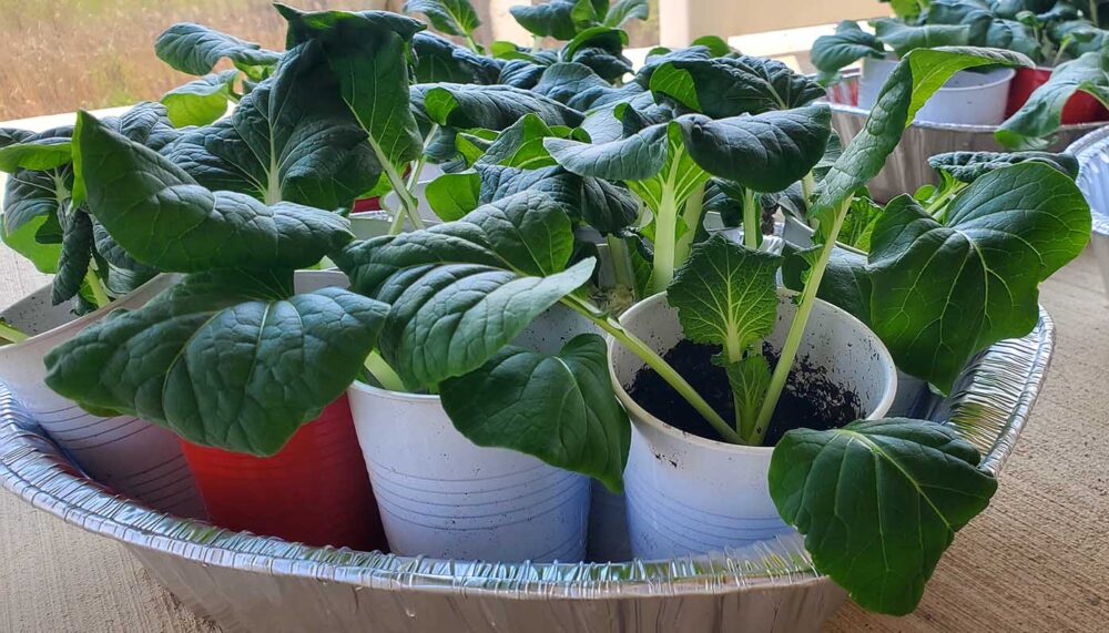 Baby Bok Choy Plant