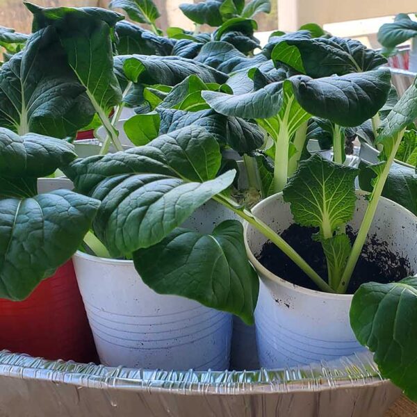 Baby Bok Choy Plant