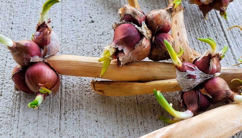 Egyptian Walking Onion Seeds