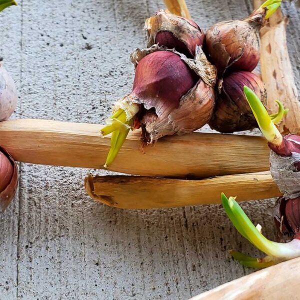 Egyptian Walking Onion Seeds