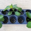 Leaf of Life (Wonder of the World) Plant